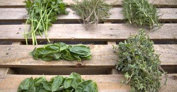 how to dry herbs