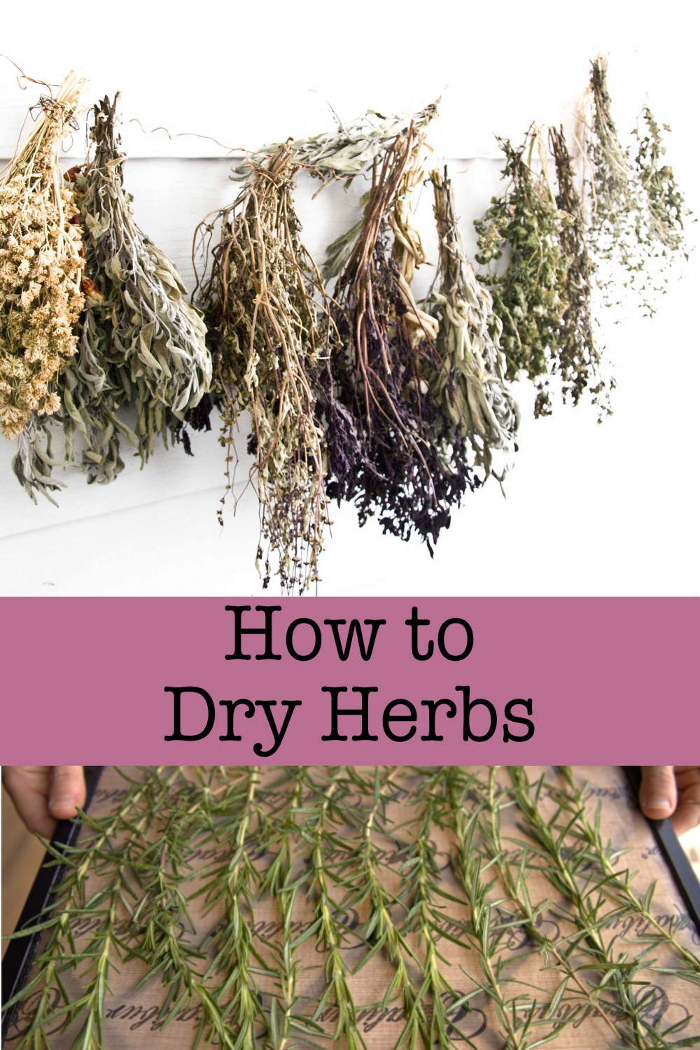 How to Dry Herbs Golden Thyme Homestead