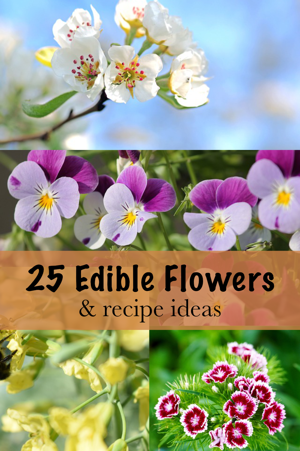 25 Edible Flowers & Recipe Ideas - Golden Thyme Homestead