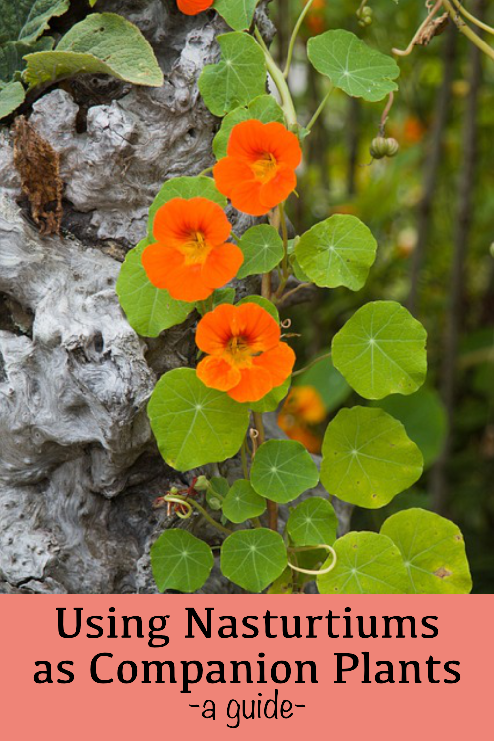 Nasturtium Companion Plants - Golden Thyme Homestead
