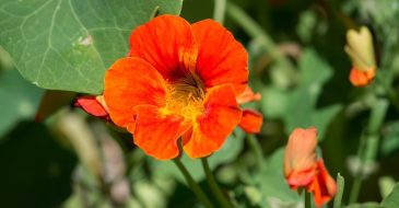 nasturtiums as companion plants