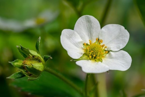 25 Edible Flowers & Recipe Ideas - Golden Thyme Homestead
