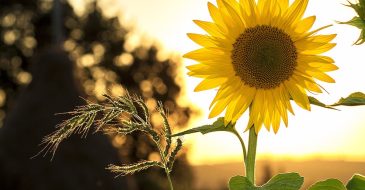 how to grow sunflowers