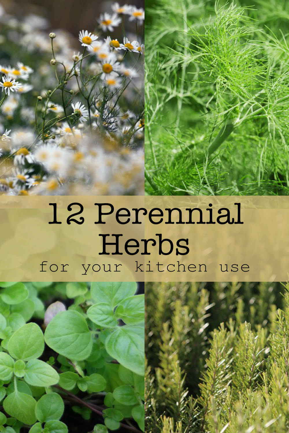 Perennial Herbs To Grow In Your Garden - Golden Thyme Homestead