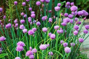 perennial herbs