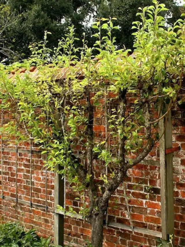 How to Espalier Fruit Trees Golden Thyme Homestead