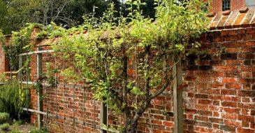 how to espalier fruit trees