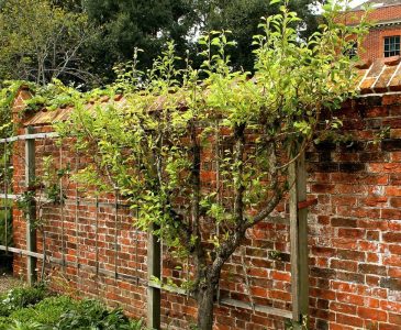 how to espalier fruit trees