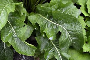 perennial vegetables horseradish