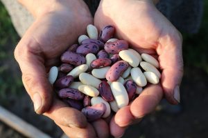perennial vegetables scarlet runner beans