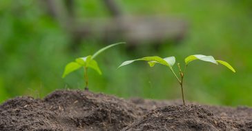 perennial vegetables