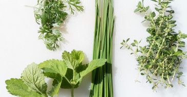 perennial herbs to grow