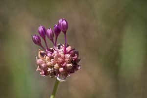 perennial vegetables egyptian walking onion