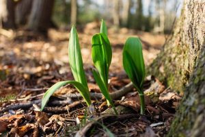 perennial vegetables ramp
