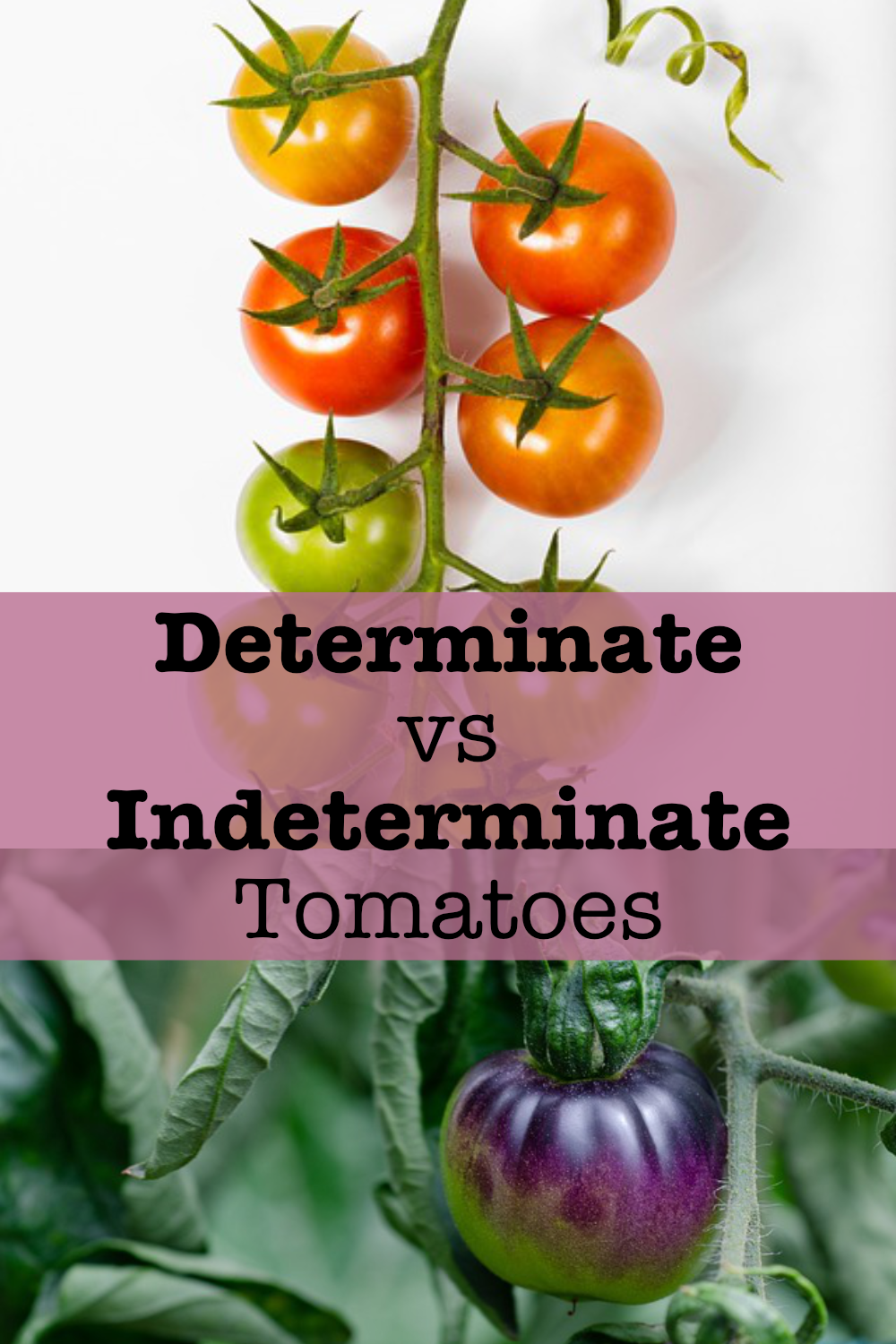 Determinate vs Indeterminate Tomatoes Golden Thyme Homestead