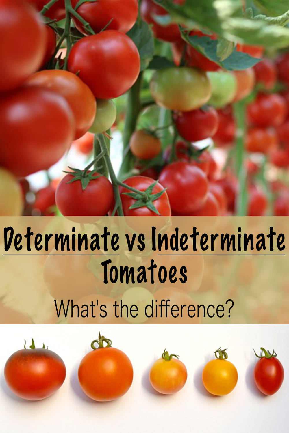 Determinate vs Indeterminate Tomatoes Golden Thyme Homestead