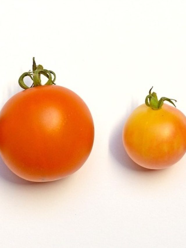Determinate vs Indeterminate Tomatoes - Golden Thyme Homestead