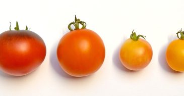 determinate vs indeterminate tomatoes