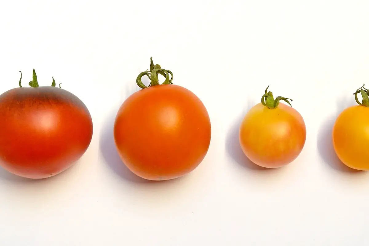 determinate vs indeterminate tomatoes