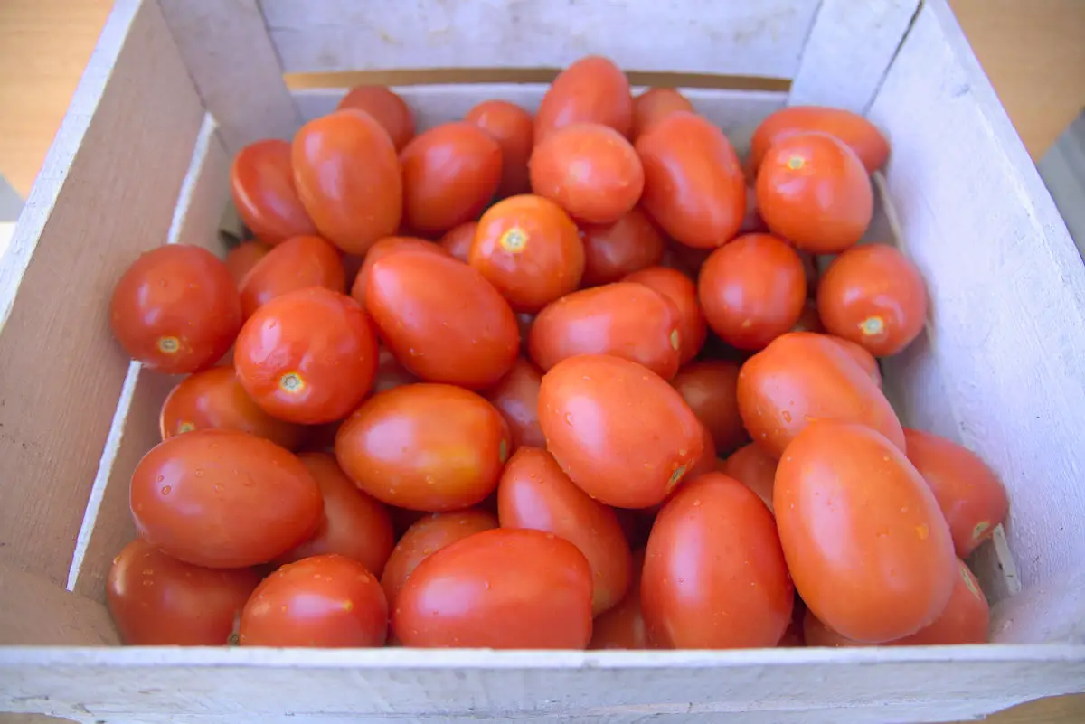 roma tomatoes for canning tomato paste