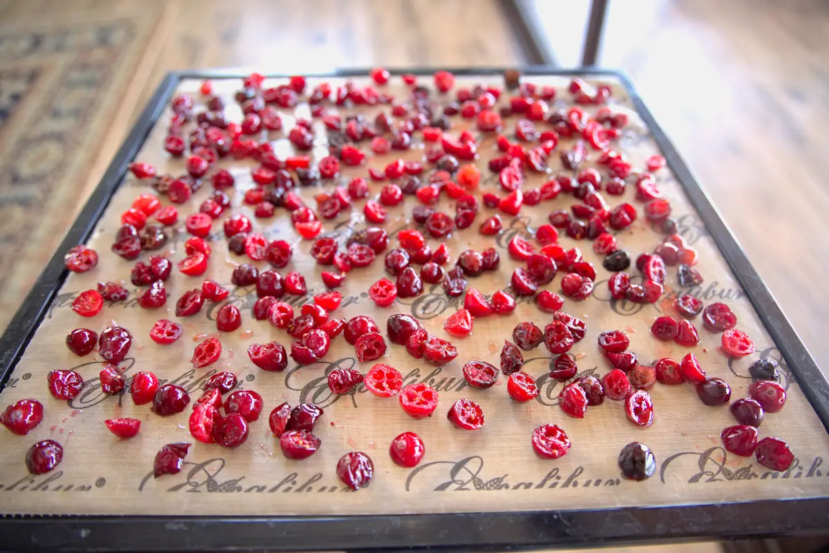 fresh cranberries on a dehydrator tray to be dried