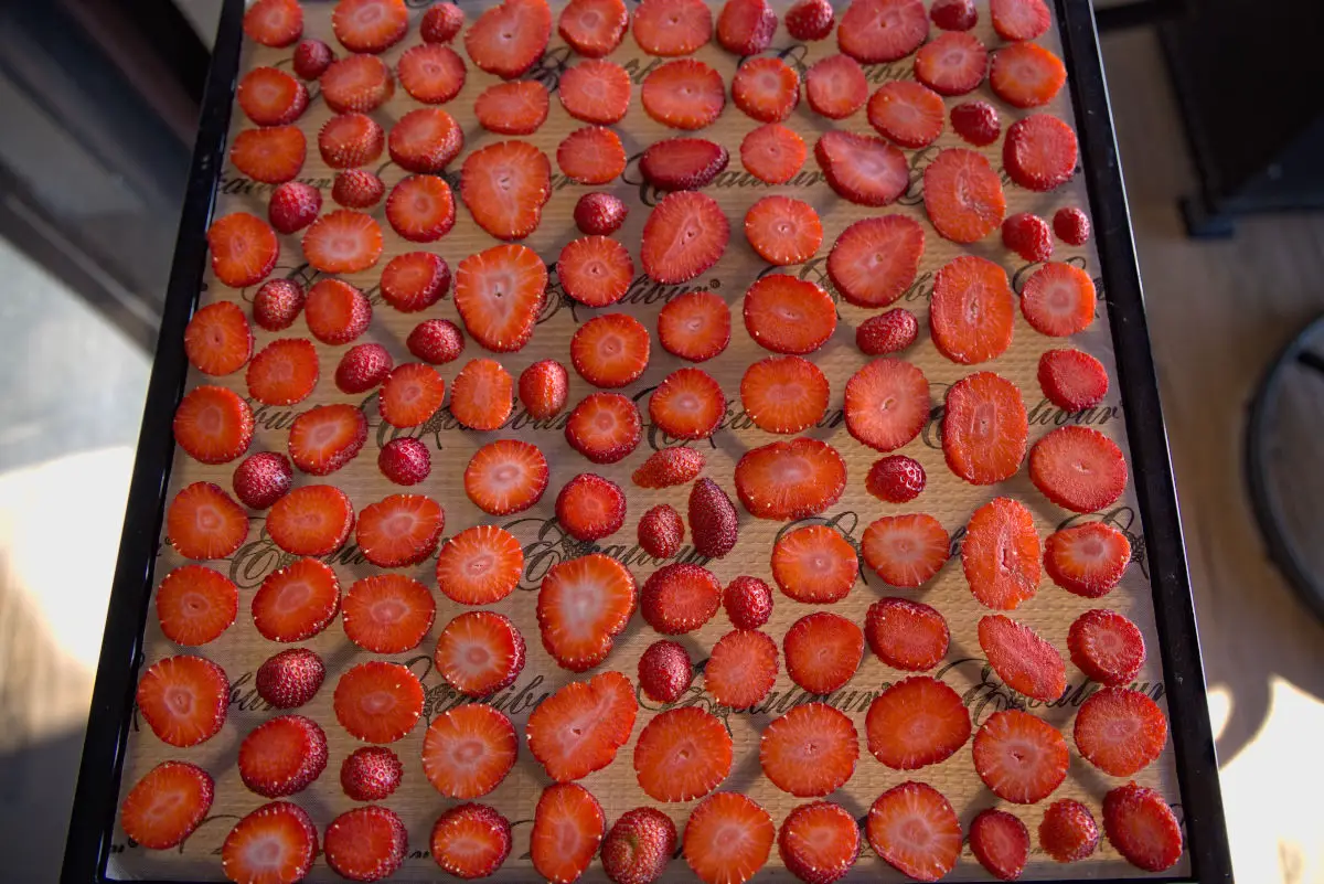 sliced strawberries for dehydrating in the dehydrator