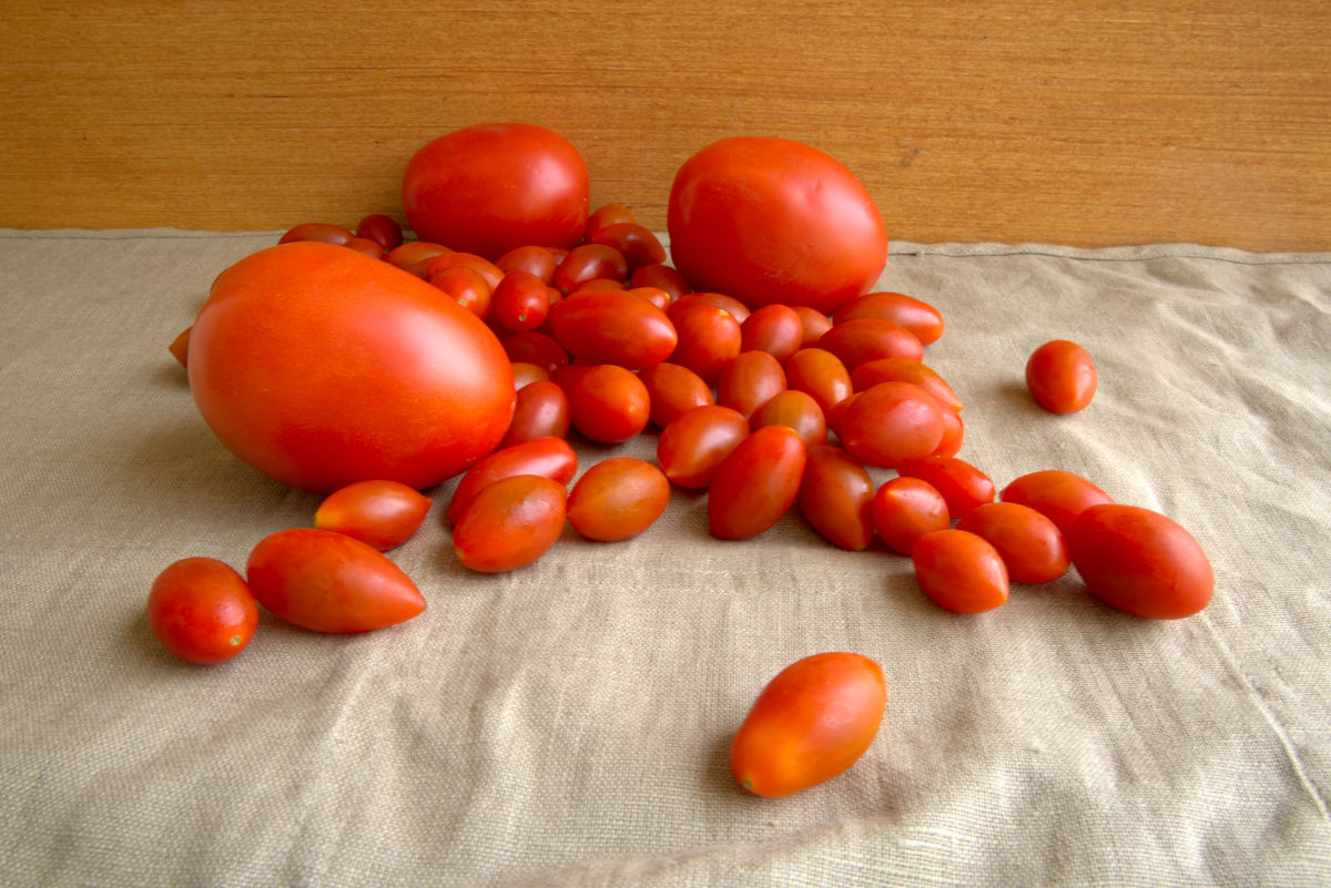 tomatoes to use for dried tomatoes
