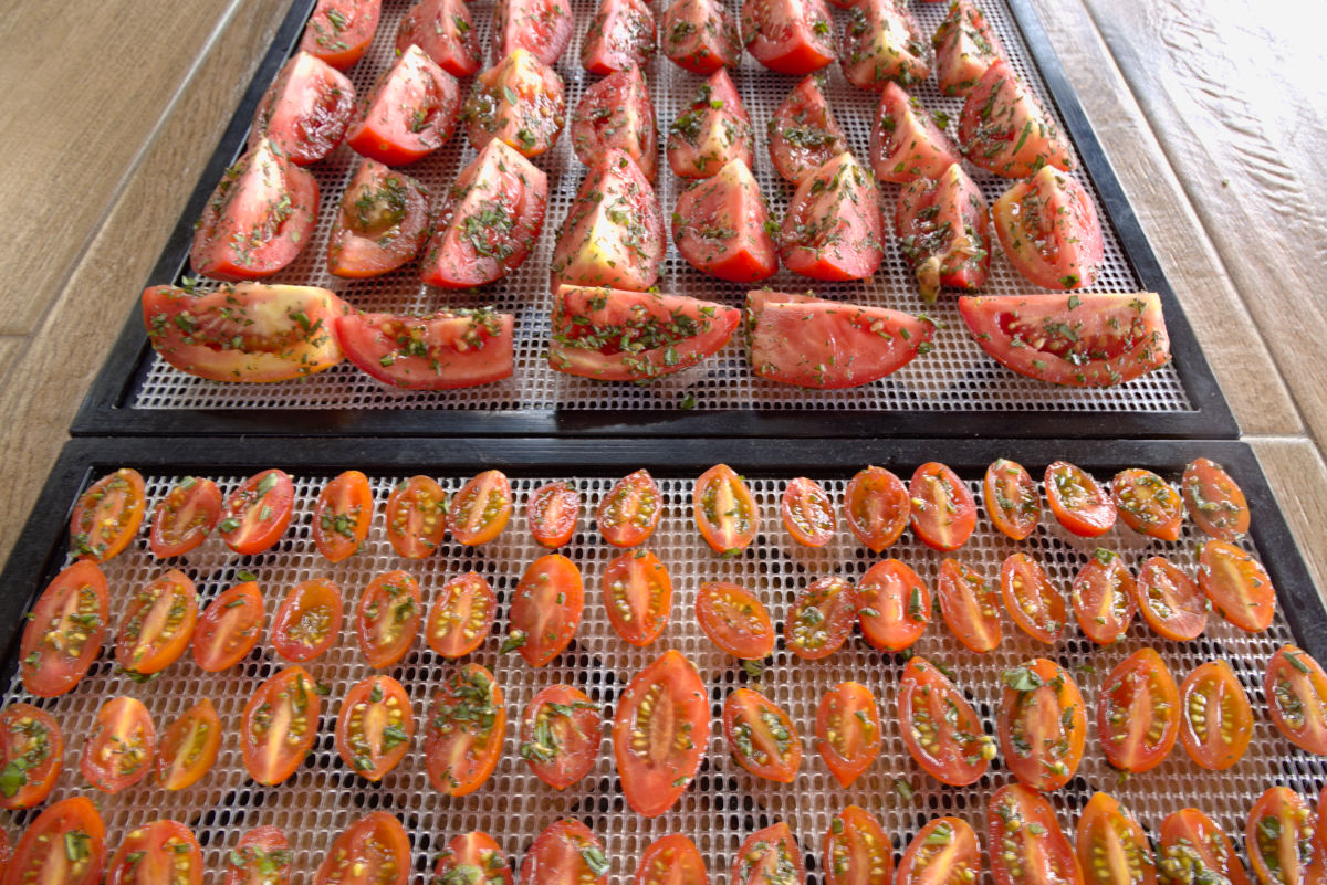 put tomatoes on dehydrator trays for drying