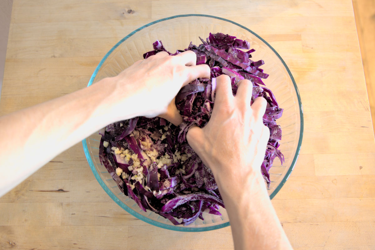 massaging cabbage to make sauerkraut