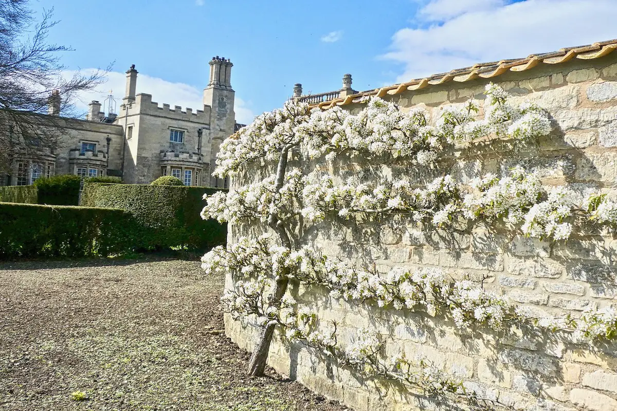 an espalier tree along a brick wall