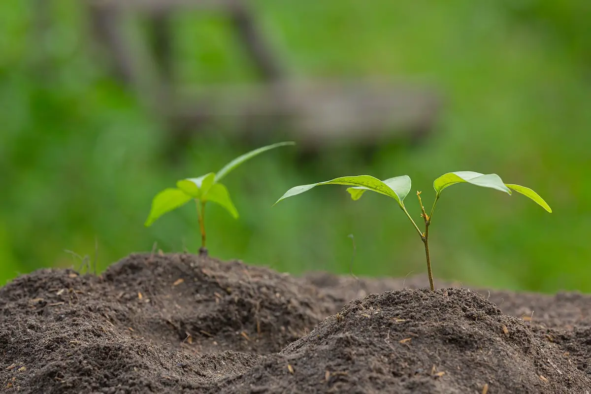 perennial vegetable seedlings