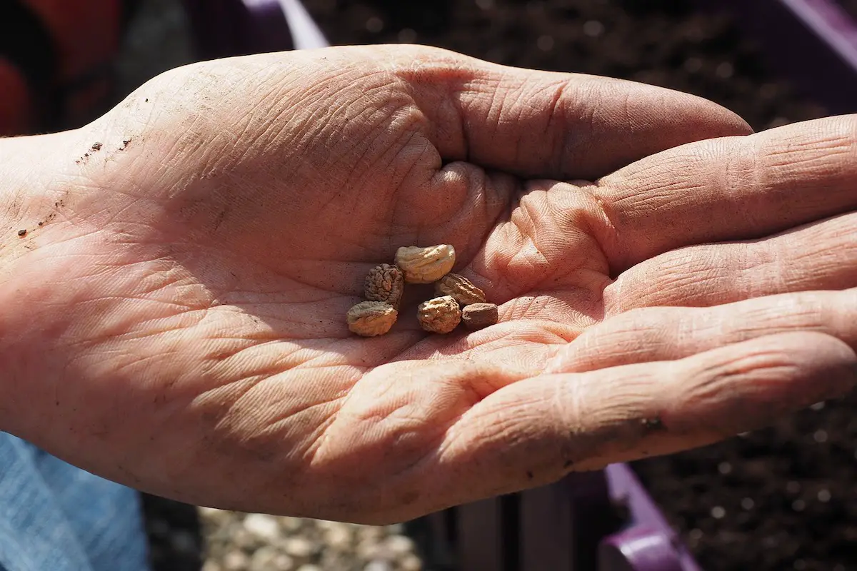 nasturtium seeds for planting
