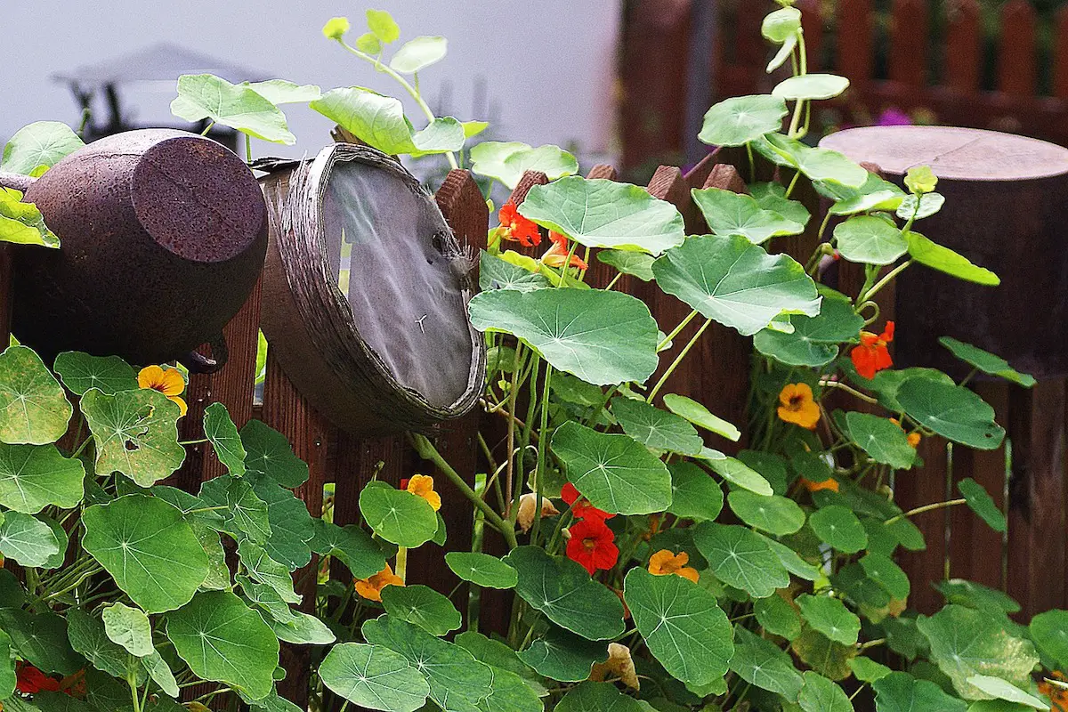 nasturtiums on a fence as companion plants