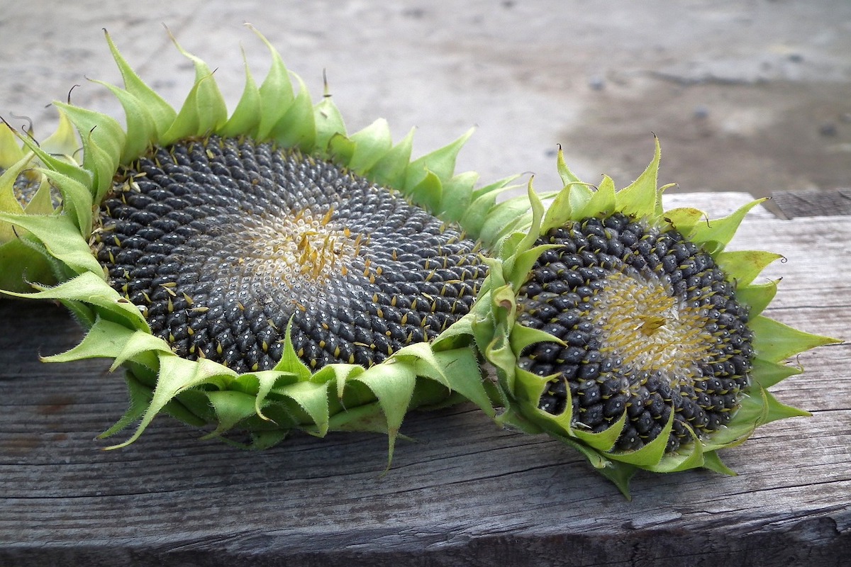 sunflower seed heads from homegrown sunflowers