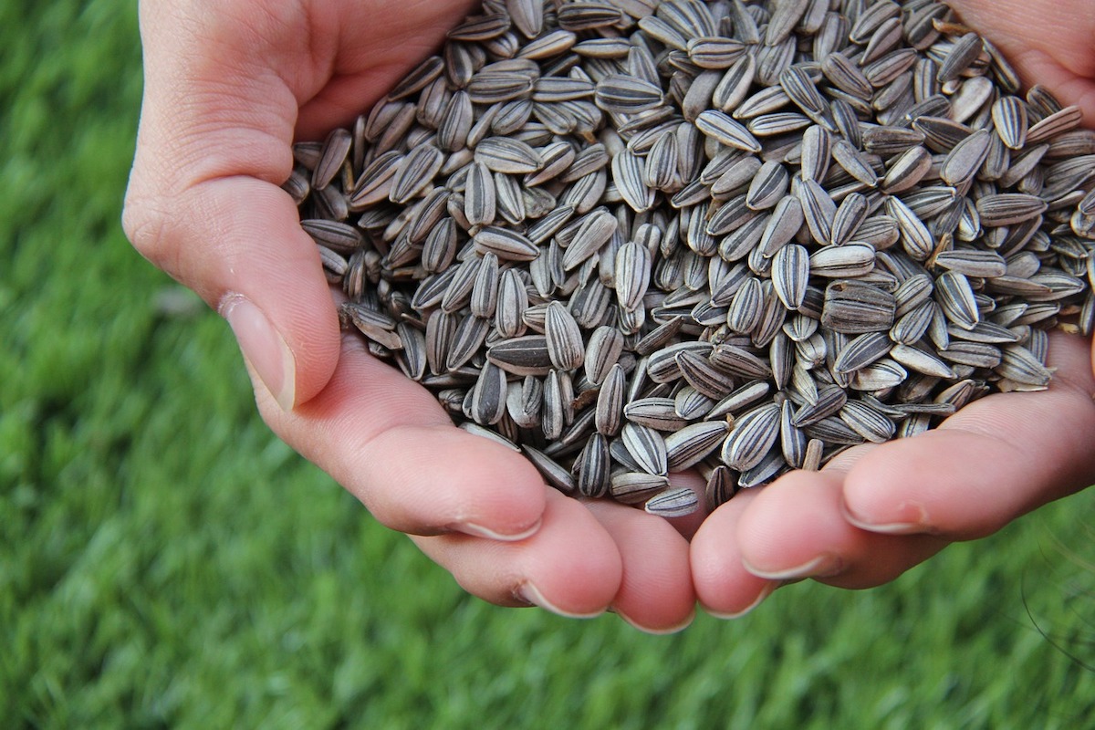 sunflower seeds for planting in your garden