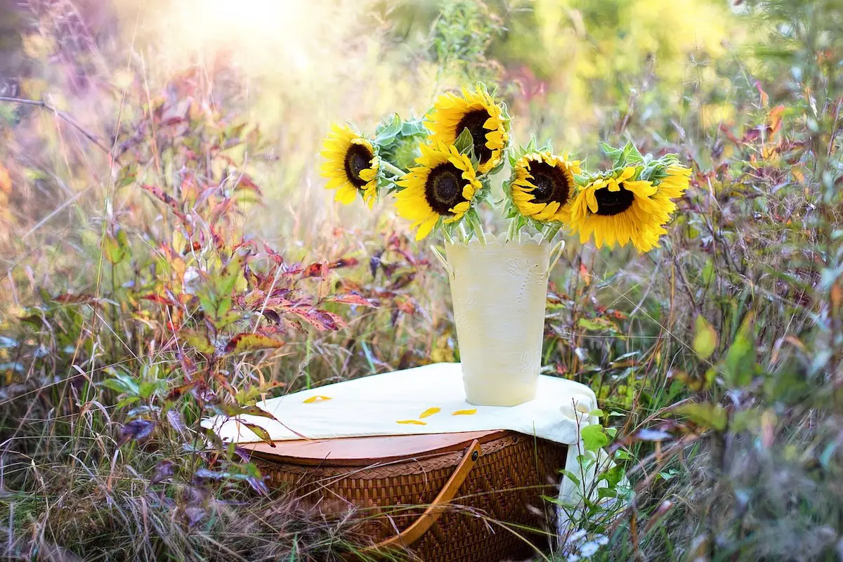 sunflowers as heat-tolerant flowers