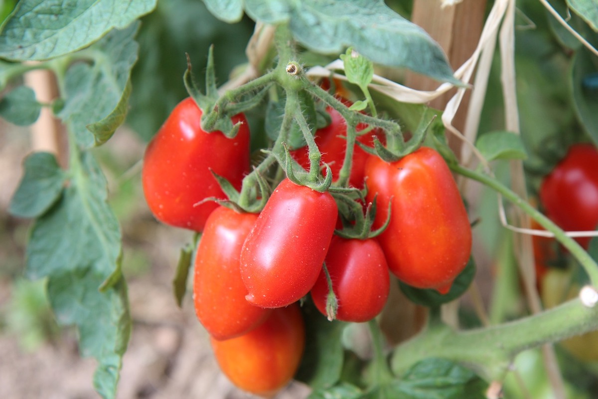 roma tomatoes as determinate tomatoes