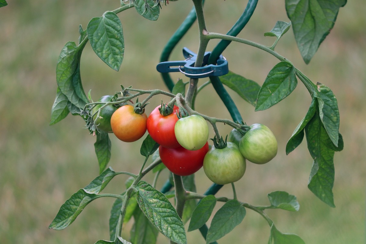 trellising indeterminate tomatoes