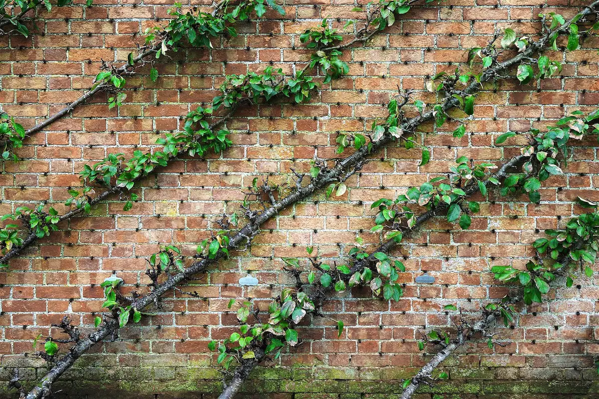 branches trained in a cordon pattern for espalier trees