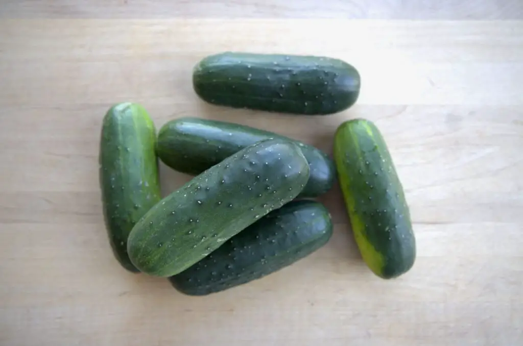 cucumbers for making homemade pickles