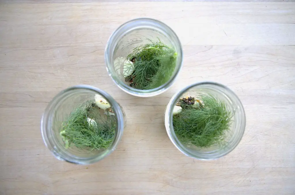 fill jars with dill, garlic, and pickling spices